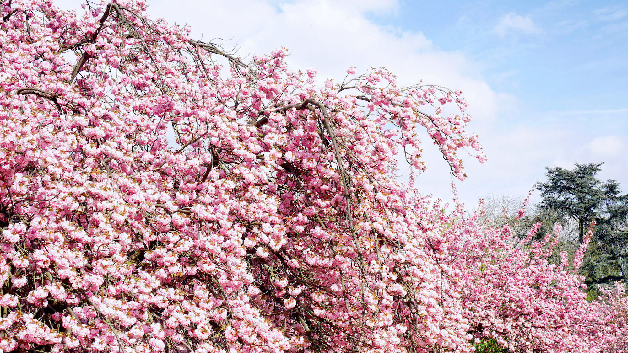La fête des cerisiers en fleurs au parc de Sceaux 83ca2p60ep