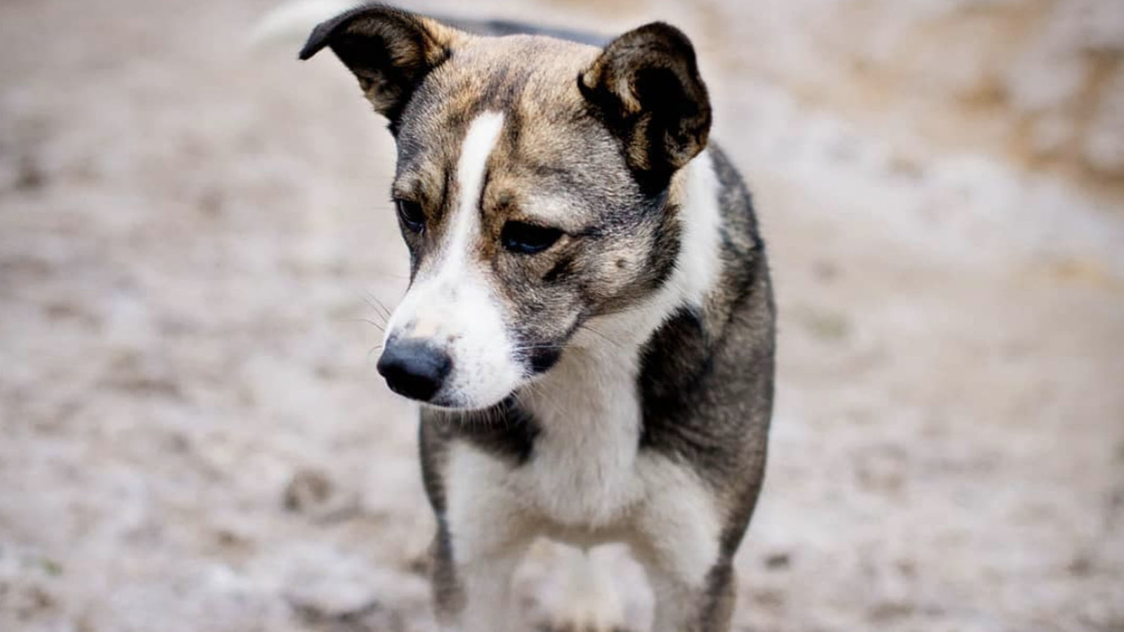 Le Tinder pour adopter des chiens abandonnés