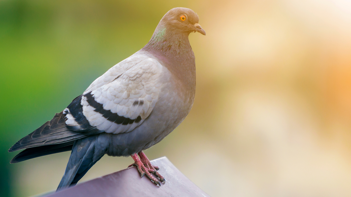 Un pigeon voyageur vendu 1,25 millions d’euros à un collectionneur Le Bonbon