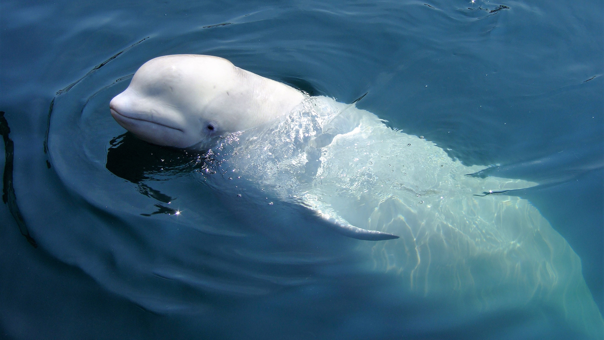 Un beluga ramène le téléphone d'une touriste qui l'avait fait tomber à