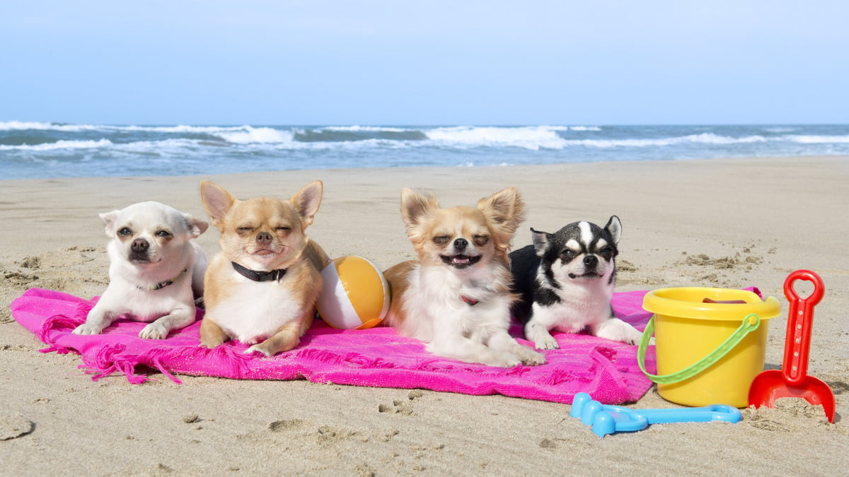 Des centaines de chiens vont envahir la plage du Prado ce samedi