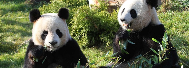 pandas beauval