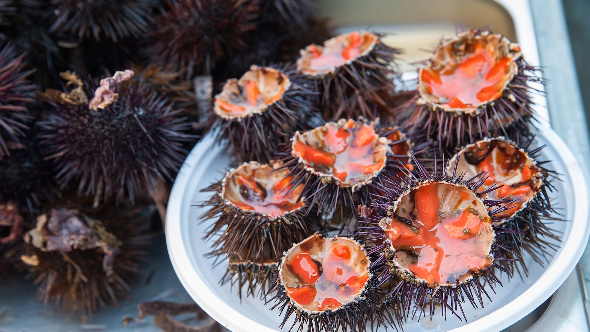 Une grande oursinade aux Puces de Fifi à Marseille jn6v0kcmry