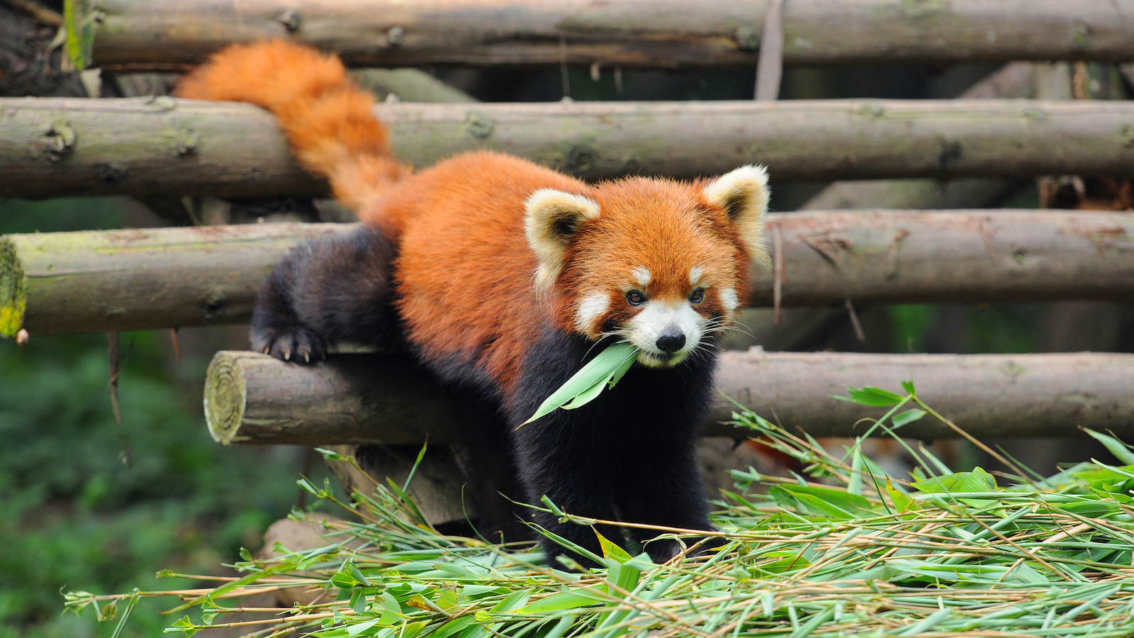 Малая панда чем питается. Красная бамбуковая Панда. Малая Панда с бамбуком. Красная Панда ест бамбук. Рыжая Панда в бамбуке.