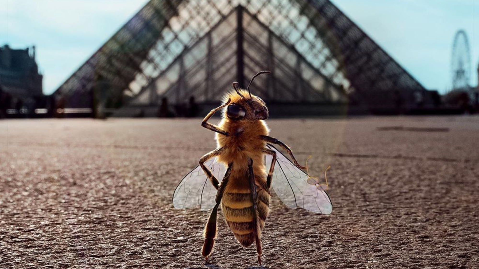 Une abeille influenceuse veut sauver son espèce qab5oi2d00