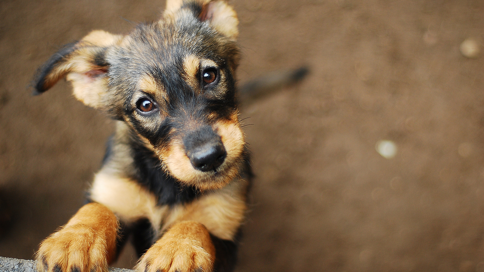 Adopte un chien ou un chat abandonné pour Noël