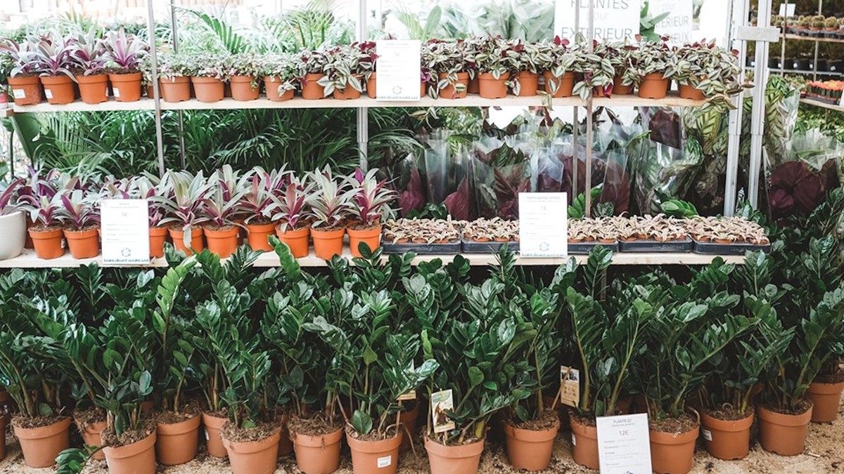 Le Jardin Éphémère de la Maison bouture propose des plantes à 1€ | Le ...