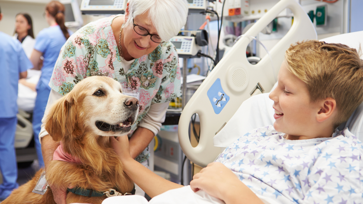 Des chiens pour soigner les malades : un hôpital teste la thérapie par