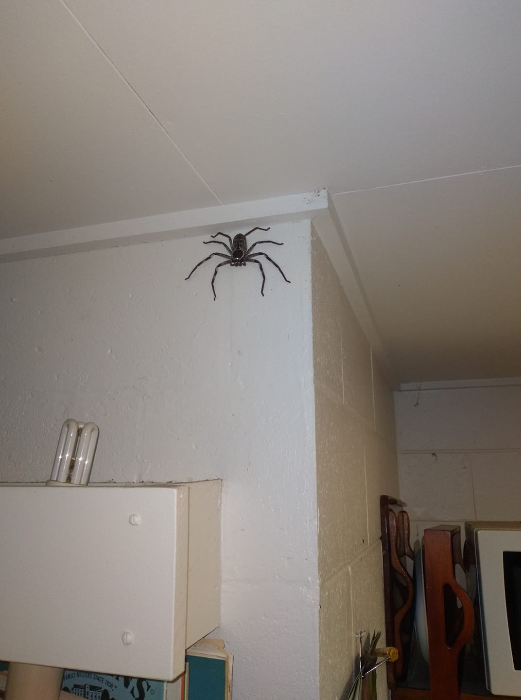 Une araignée géante s'invite dans la cuisine d'un couple d'Australiens - Le  Parisien