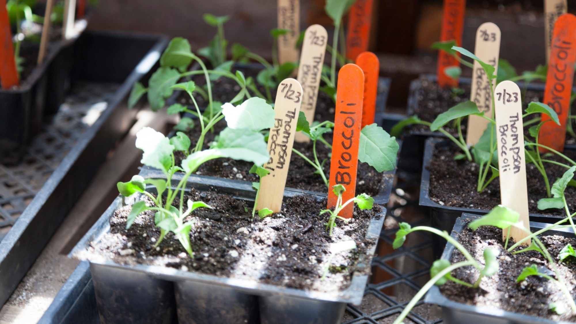 Comment fabriquer un godet en papier journal ? Astuce jardinage