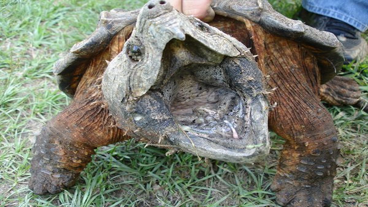 La morsure de la terrible tortue-alligator peut s'avérer redoutable