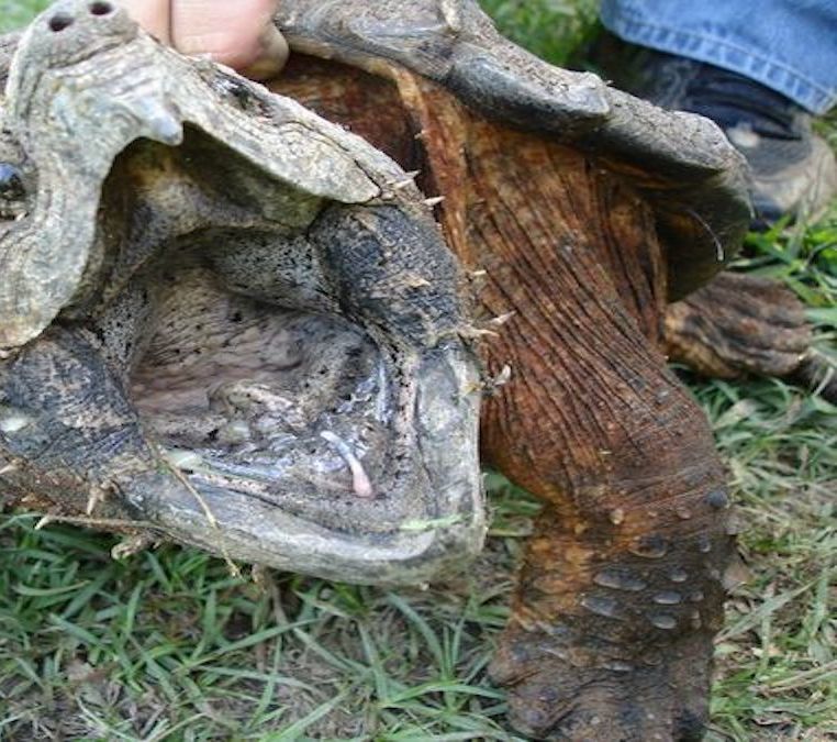 Decouverte D Une Monstrueuse Tortue Alligator Classee Dangereuse