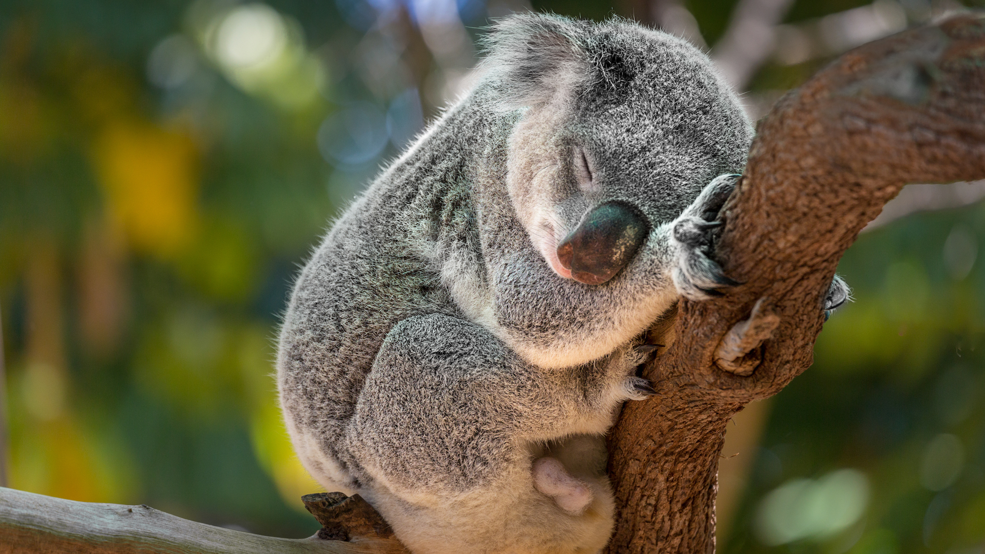 Une famille trouve un koala dans son sapin de Noël koala