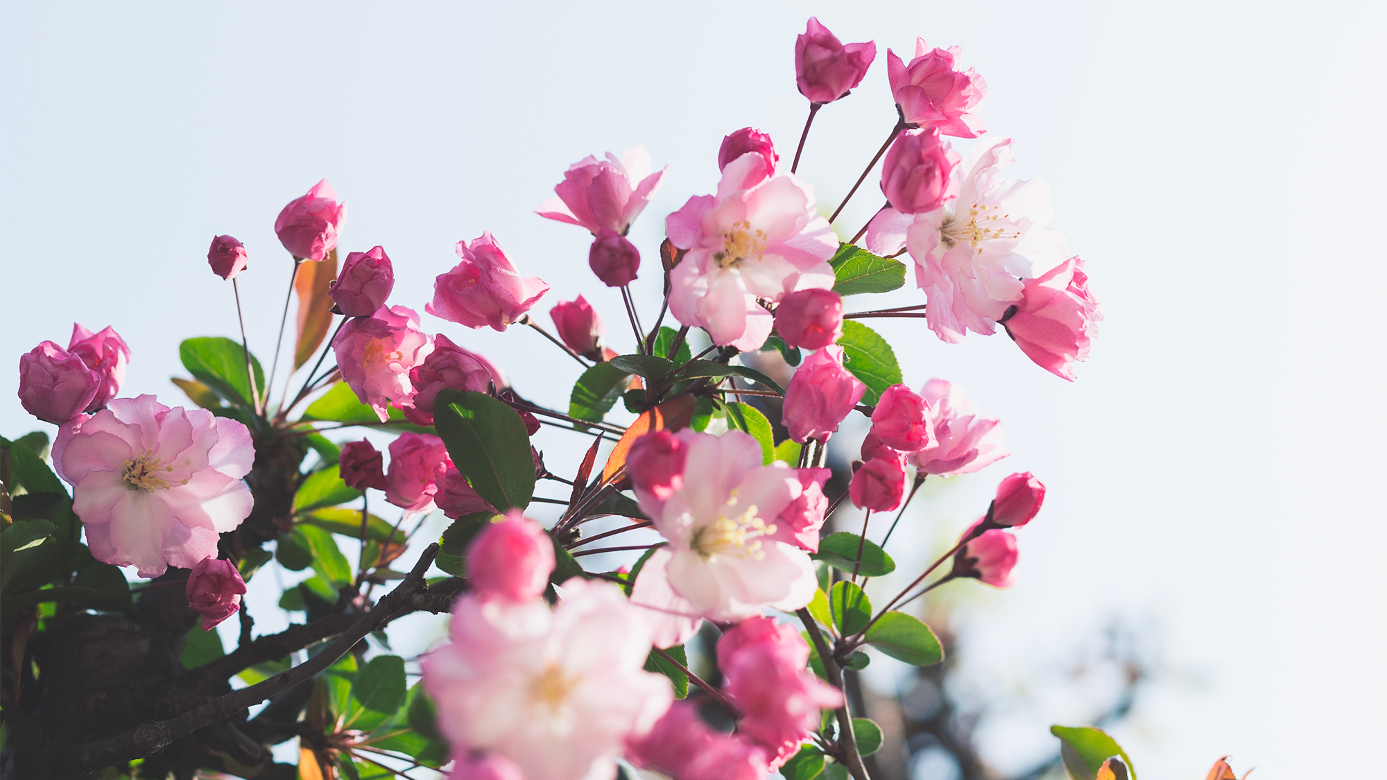 Saint-Valentin 2020 : Pourquoi se tourner vers les fleurs bio et locales fleurs