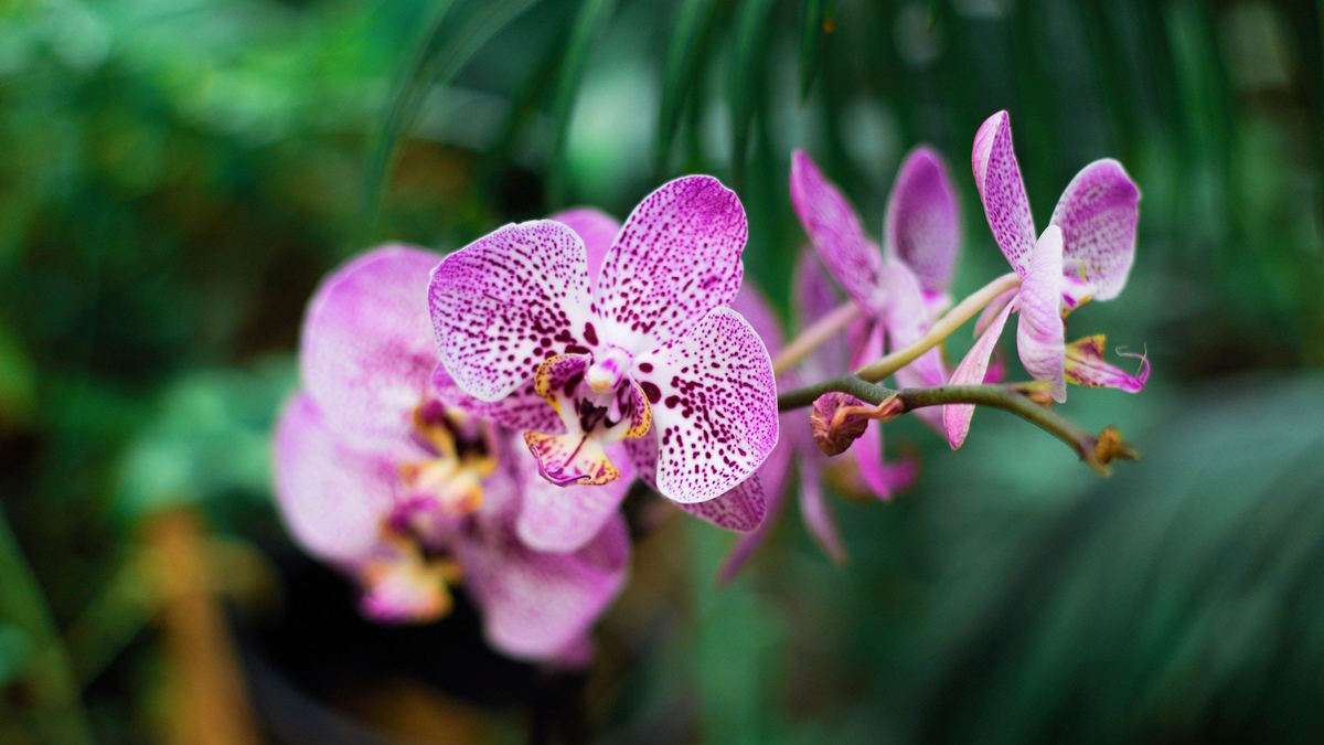 Des milliers d’orchidées envahissent le Jardin des Plantes | Le Bonbon