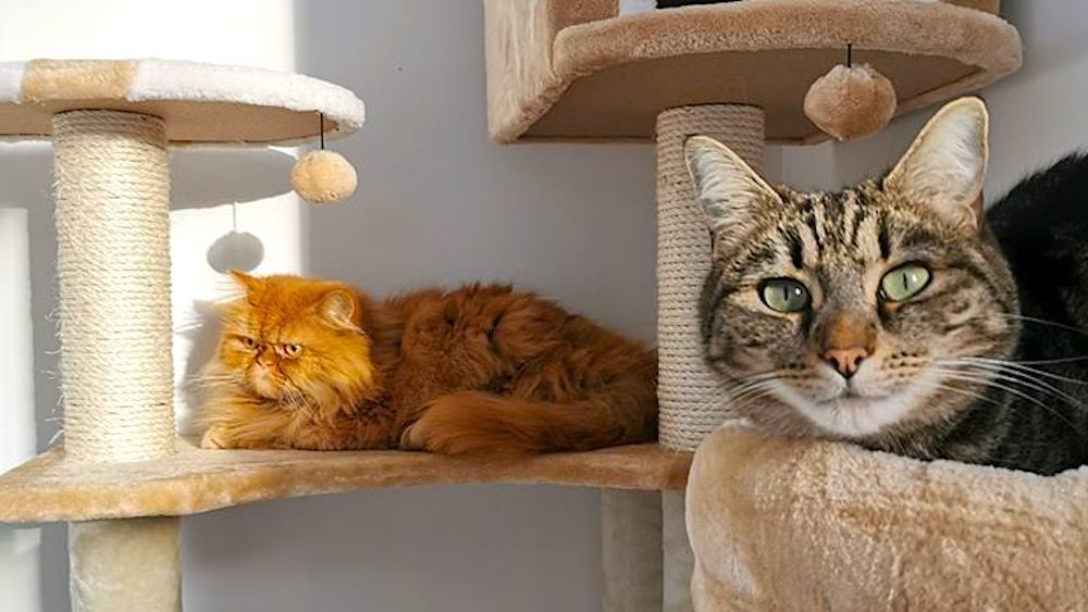 Hotel Club Le Reve Des Chats