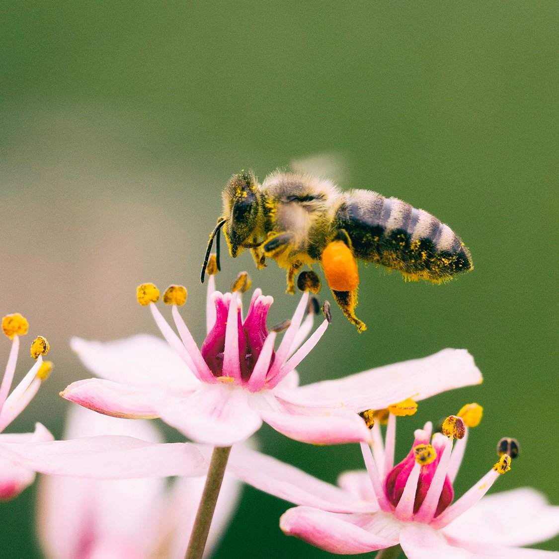 fleurs-abeilles