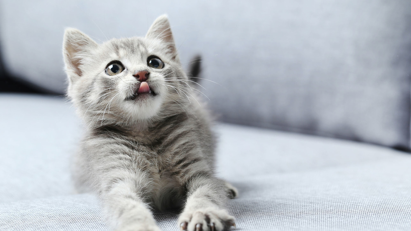 Journée d'adoption de chats et chatons ce weekend à Nantes
