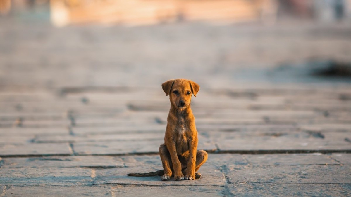 Le Tinder pour adopter des chiens abandonnés