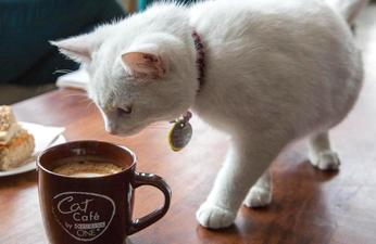 Un Bar A Chats Ou Il Est Possible D Adopter Un Matou Le Paradis Est A Lyon