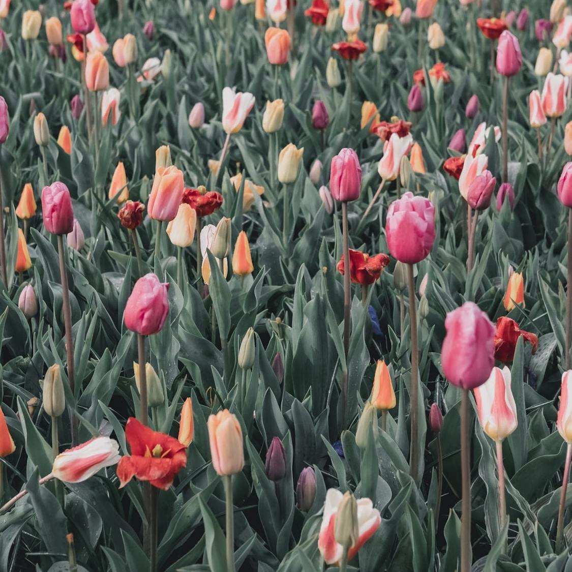 Keukenhof : les plus belles tulipes du monde à quelques encablures  d'Amsterdam | News | Travel