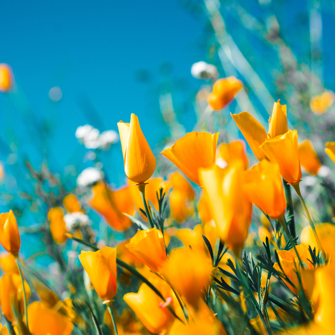 champfleurs