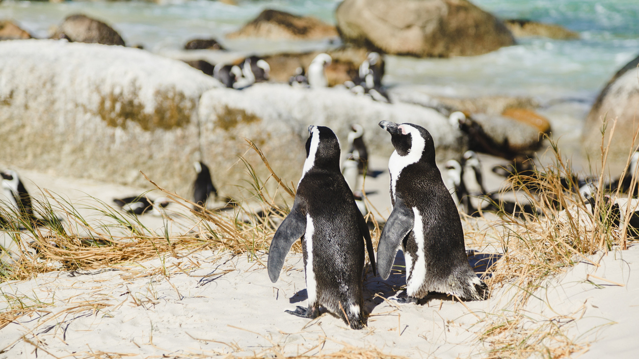 Photo De Manchots Sur Une Plage