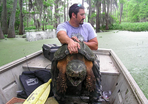 La morsure de la terrible tortue-alligator peut s'avérer redoutable