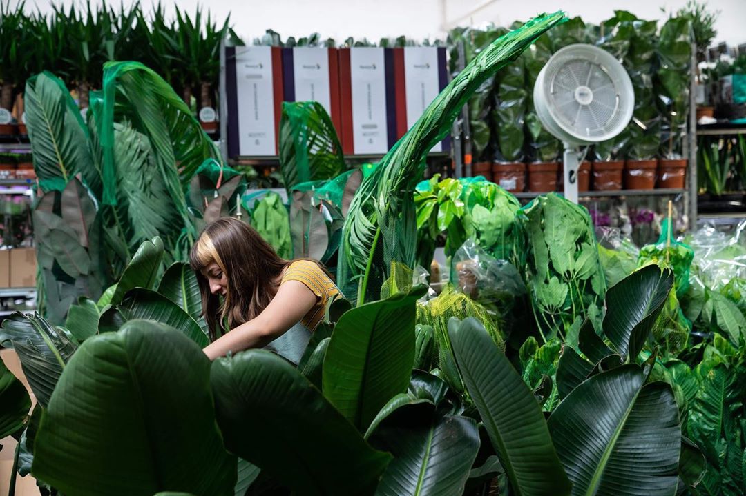 Premi&egrave;re grande vente de plantes &agrave; 2&euro; de l'ann&eacute;e 2020