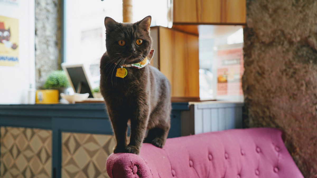 Solidarité il faut absolument sauver le GentleCat, LE bar à chats le plus cool de Lyon ! Le Solidarité il faut absolument sauver le GentleCat, LE bar à chats le plus cool de Lyon ! Le