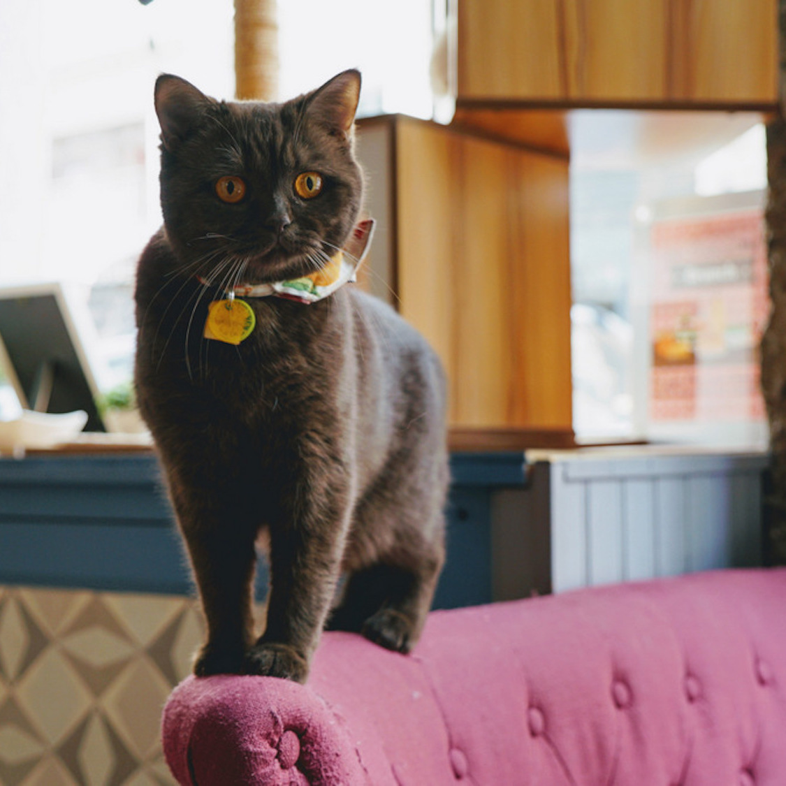 Solidarite Il Faut Absolument Sauver Le Gentlecat Le Bar A Chats Le Plus Cool De Lyon