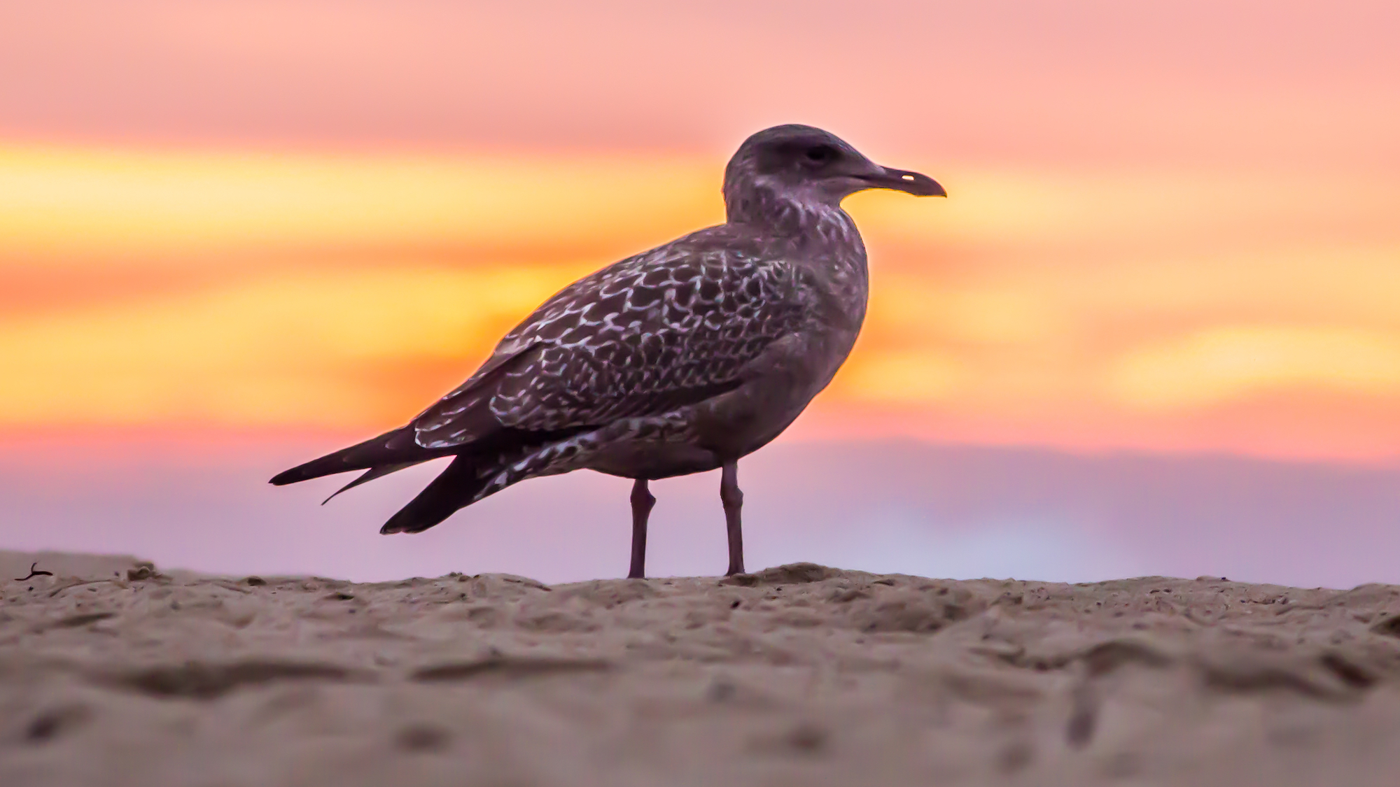 canva-grey-bird-on-white-beach-sand