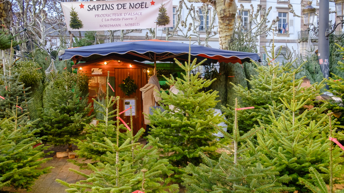 La vente de sapins de Noël est autorisée en extérieur à partir de ce vendredi  Le Bonbon