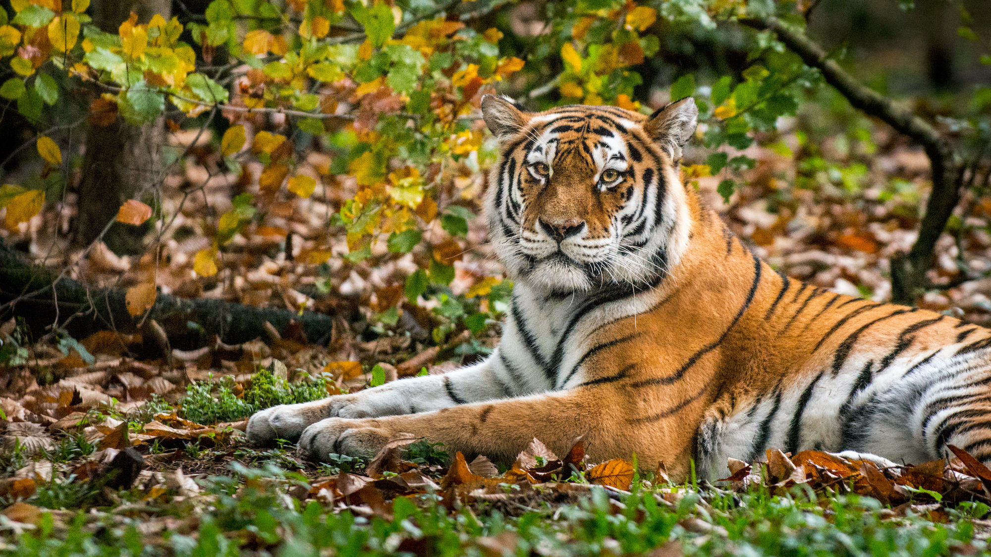 Billes - Tigre du Bengal 24 + 1