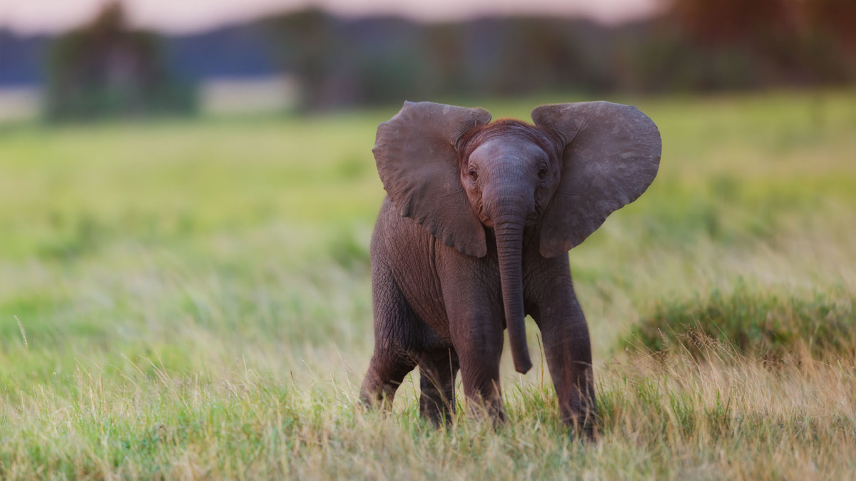 Naissance d'un éléphant au centre de conservation des éléphants