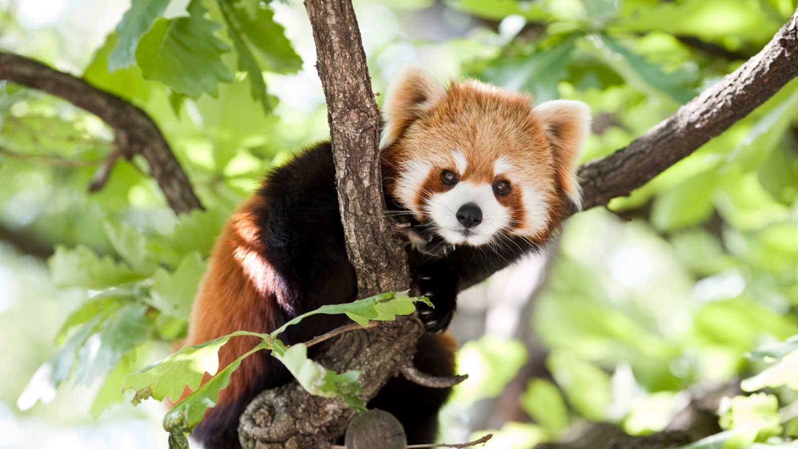 Bienvenue à Ruaridh, le nouveau panda roux du zoo de Lille