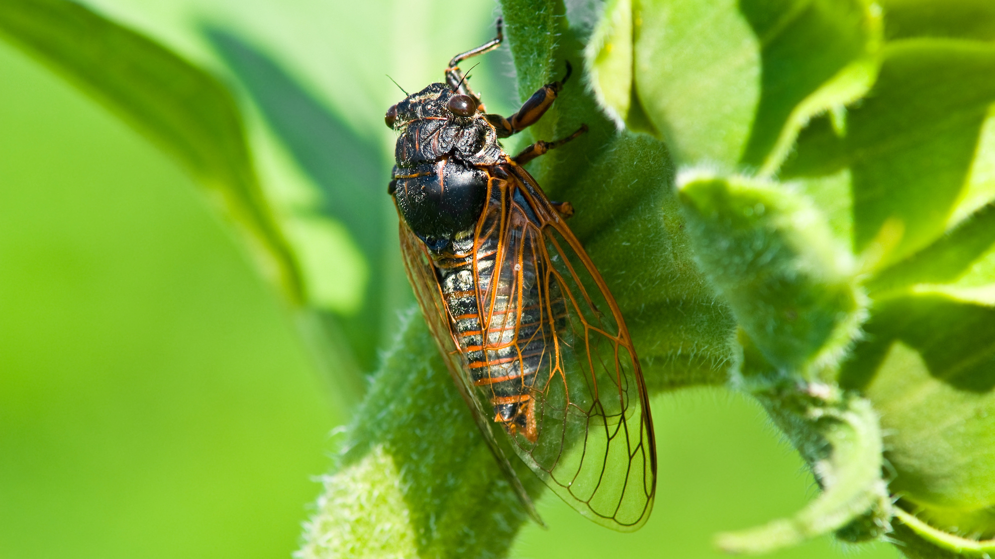 cigale-patrimoine-sensoriel-