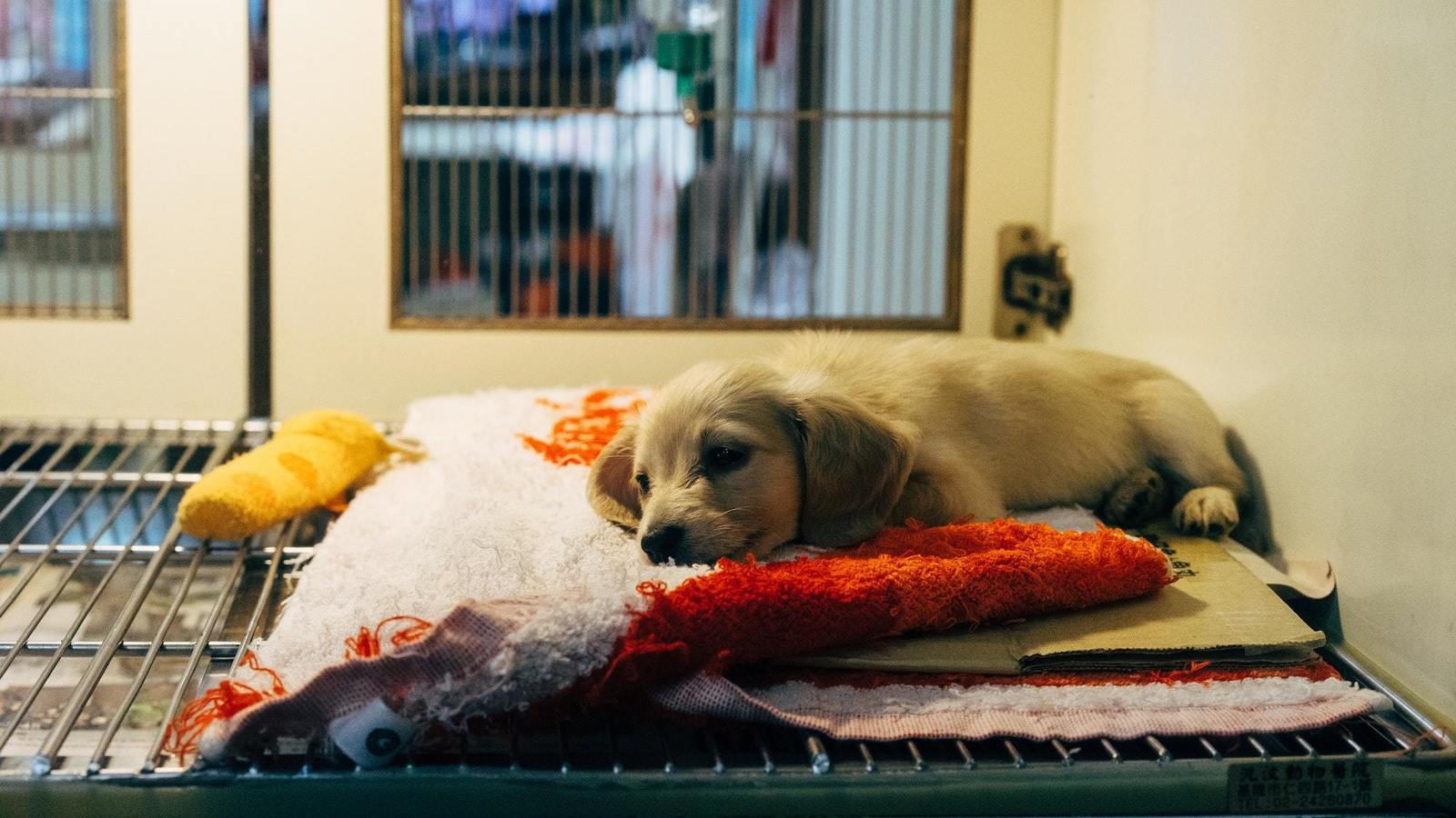 Montpellier la SPA sauve des chiens roumains de l'euthanasie
