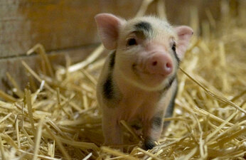 Parraine Un Bebe Cochon Grace A Ce Sanctuaire Qui Les Sauve De L Abattoir Societe Paris