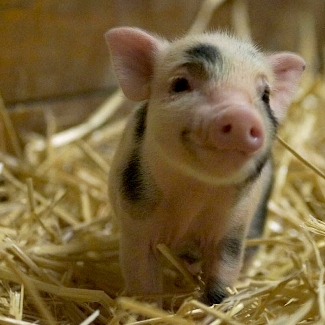 Parraine Un Bebe Cochon Grace A Ce Sanctuaire Qui Les Sauve De L Abattoir