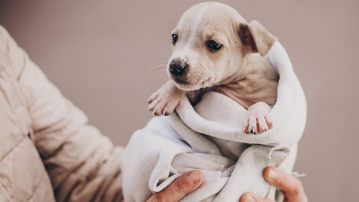 La SPA de Lyon organise une grande journée de l'adoption