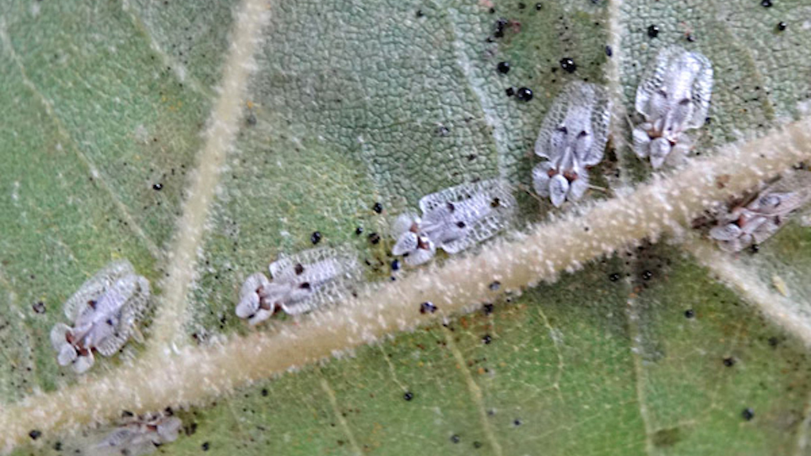 Quels insectes piquent la nuit ?