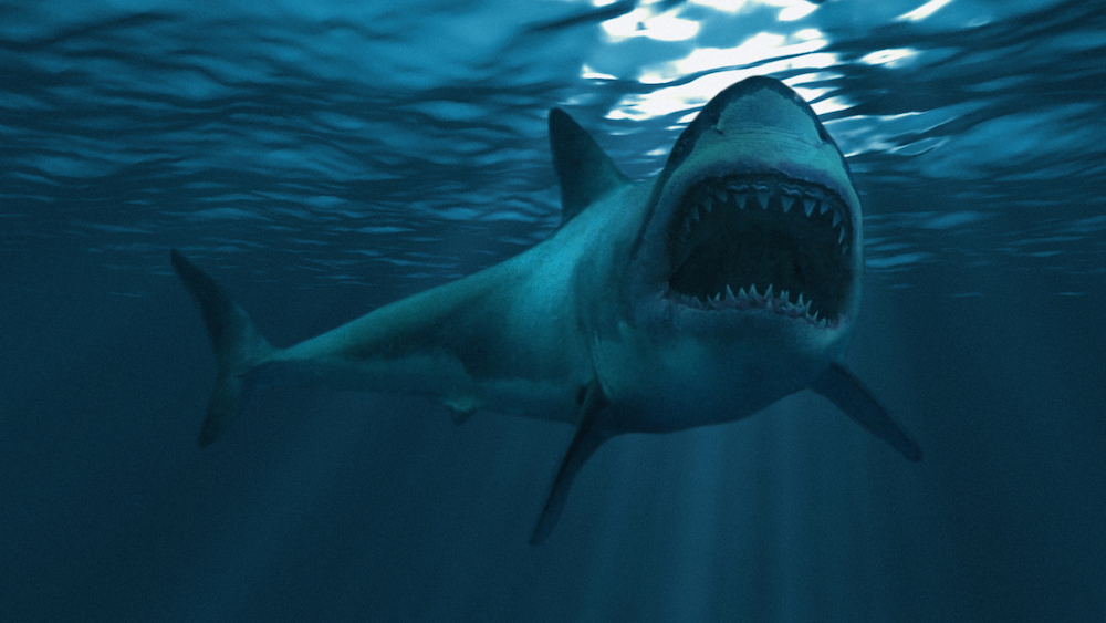 L'année Du Requin Lieu De Tournage Le premier film français de requin va être tourné cet été sur le bassin
