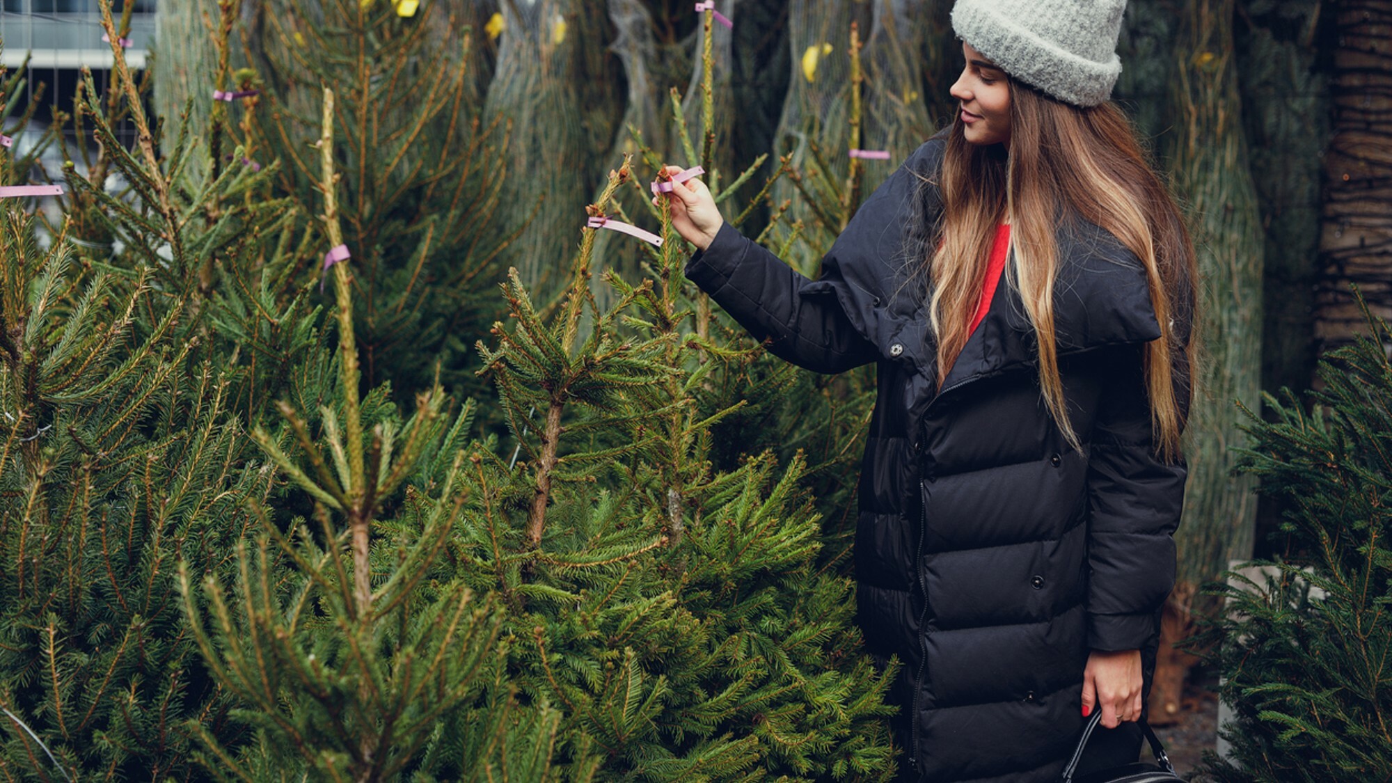 A Lille, vous pouvez d'ores et déjà acheter votre sapin de Noël grâce à une asso sapin-lille