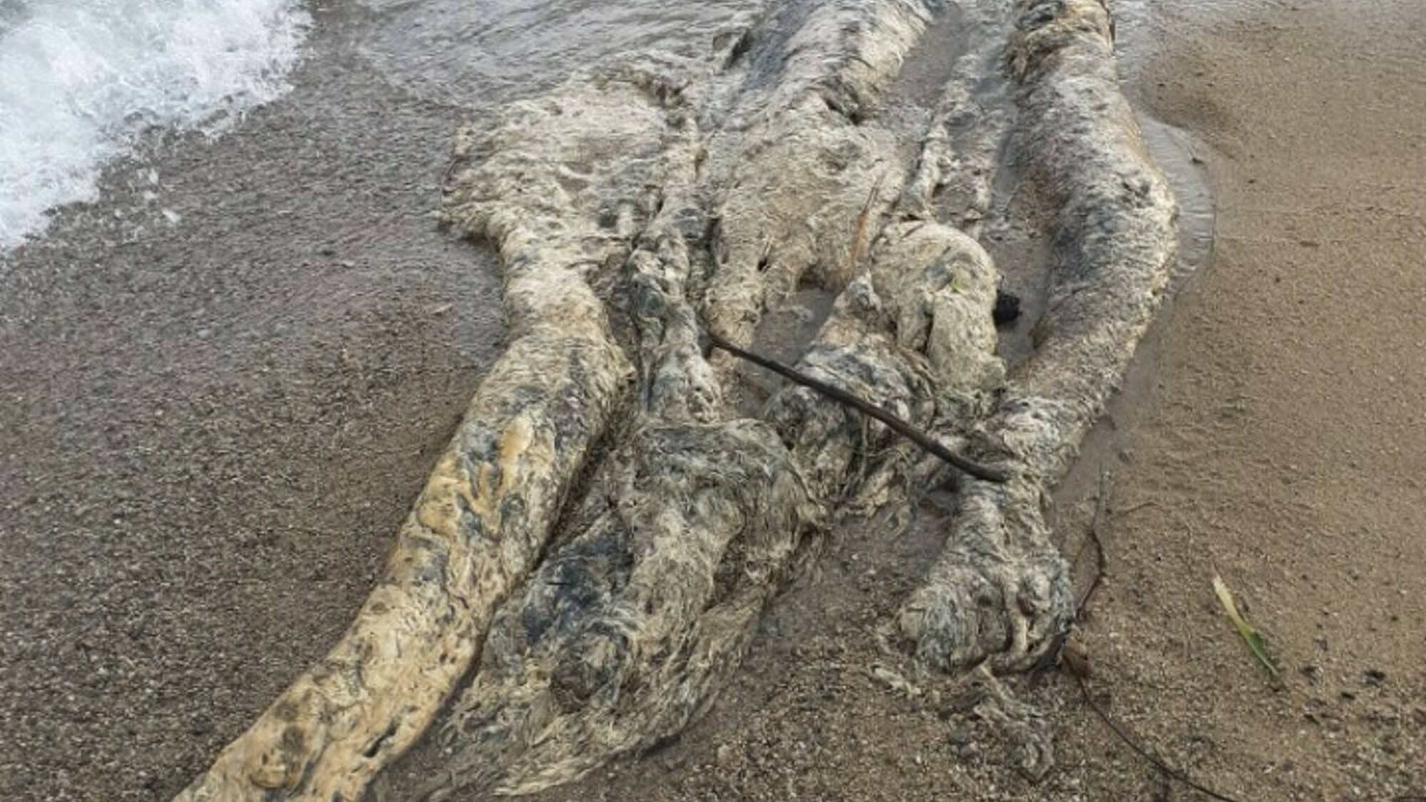 Un étrange animal de 5 mètres de long a été retrouvé échoué non loin de Nice animal-mort-plage-nice