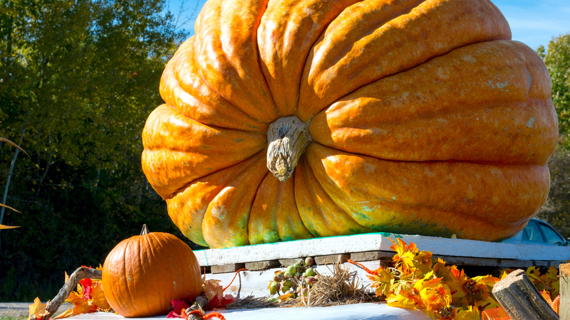 Fete De La Courge Parc Tete D'or