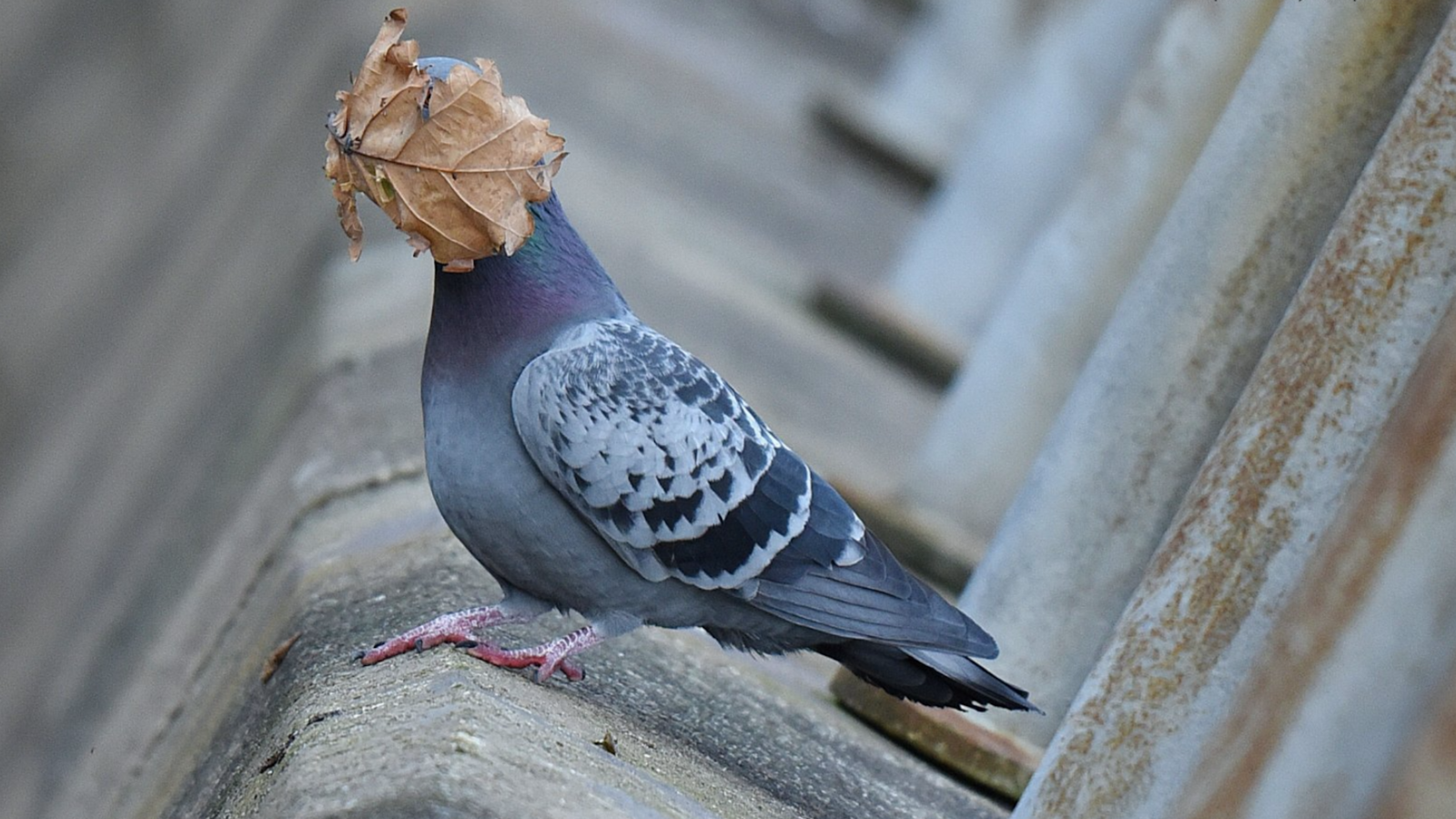 https://uploads.lebonbon.fr/source/2021/september/2023070/pigeon-drole_2_1600.jpg