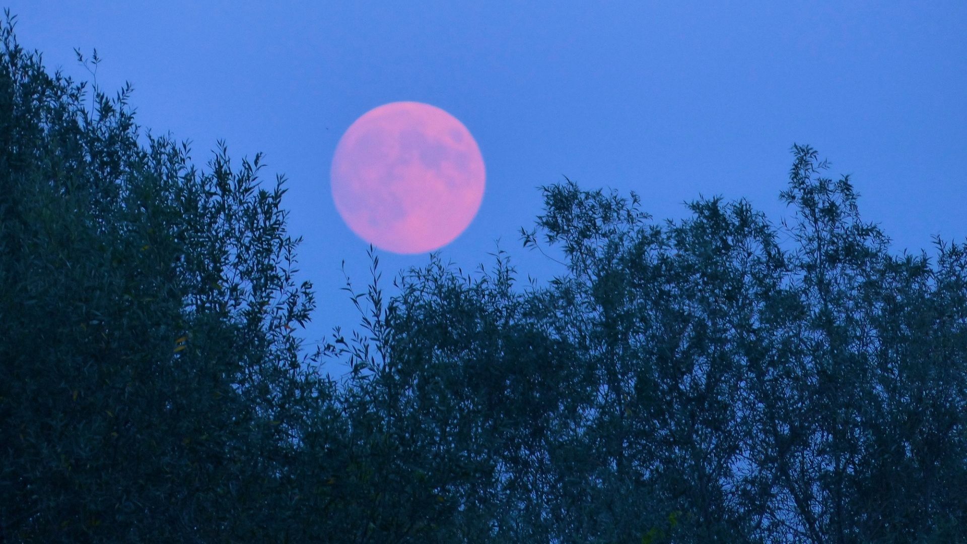 Une Super Lune Rose Va éclairer Le Ciel Le 16 Avril Le Bonbon