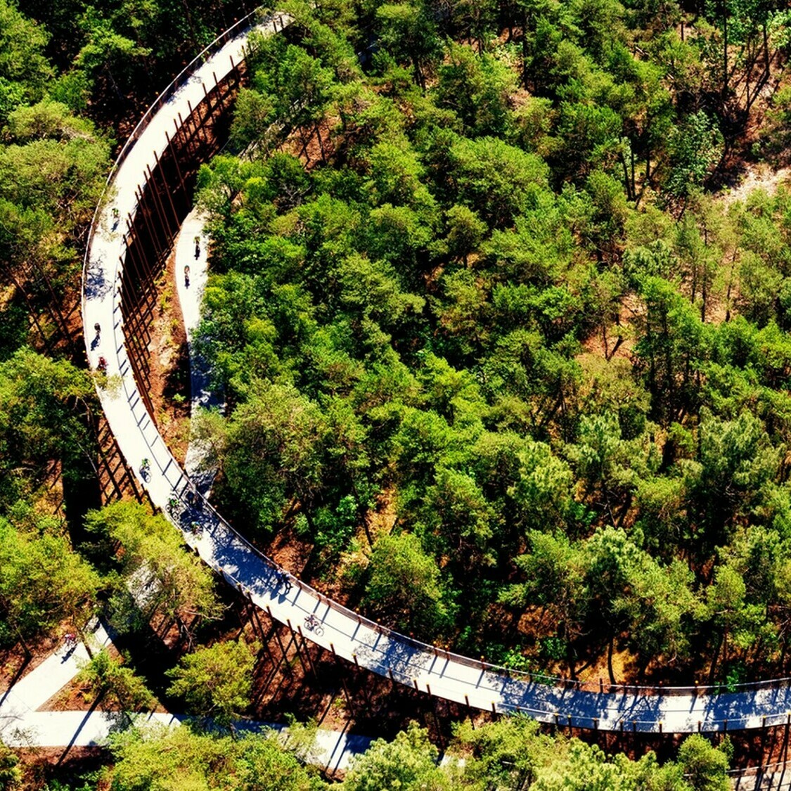 piste-cyclable-arbre