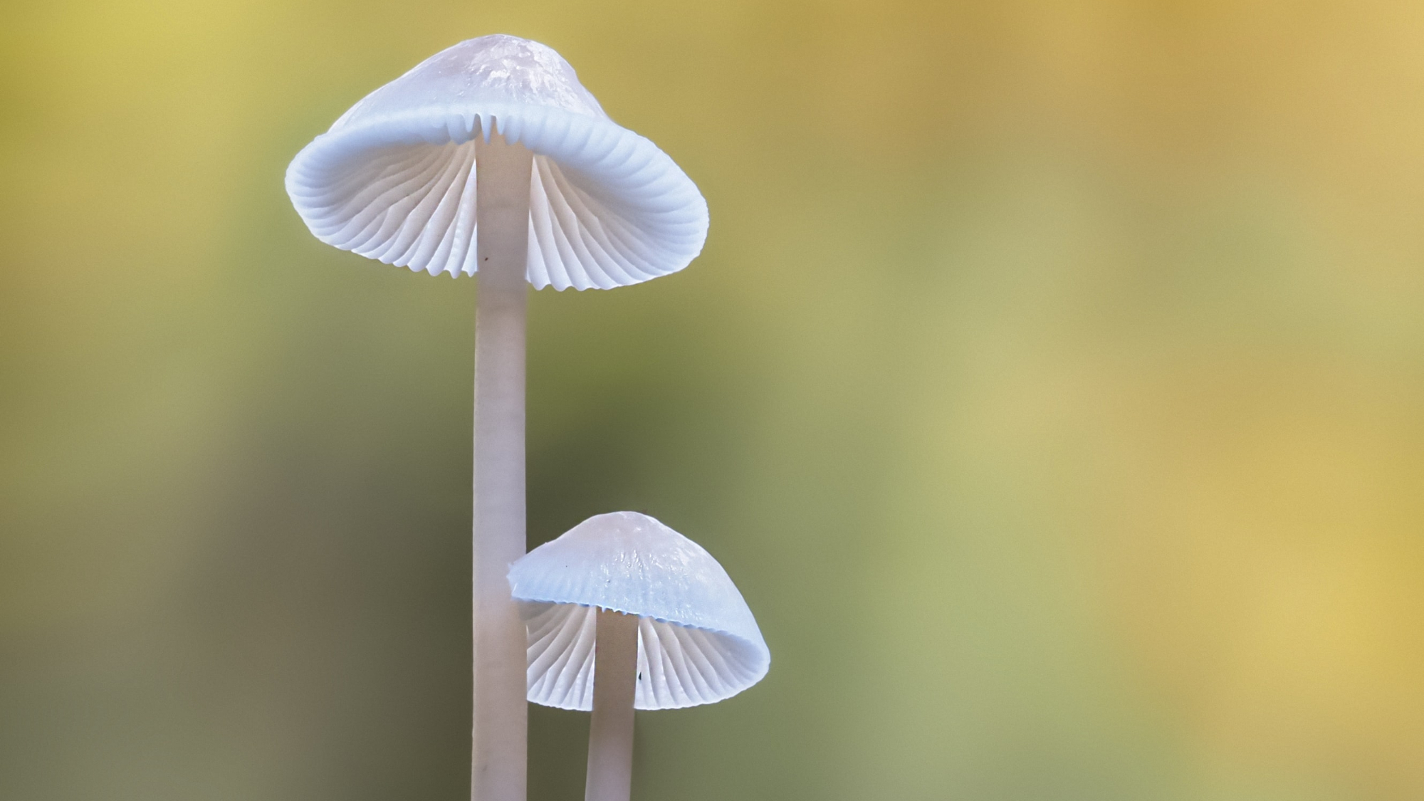 champignons